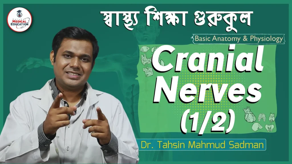 ক্রেনিয়াল নার্ভস