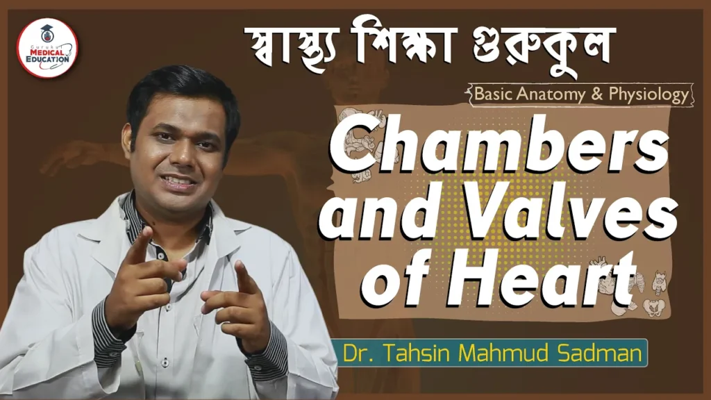 চেম্বার ও হার্টের ভালভ