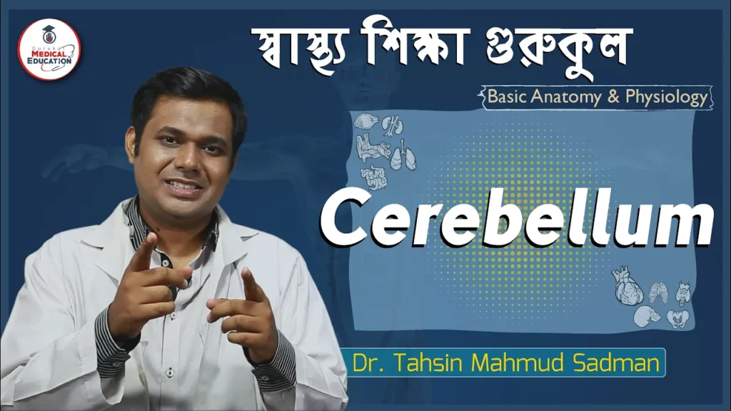 সেরিবেলাম ও লঘুমস্তিষ্ক