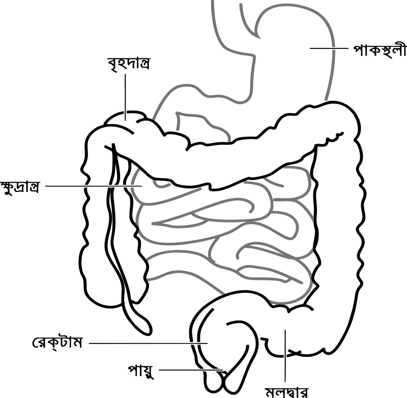 পরিচয় এবং ডিওডেনাম