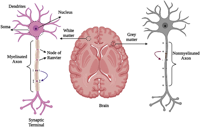 নার্ভ ফাইবার