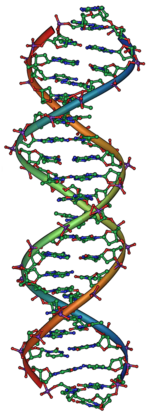মানব জেনেটিক্স