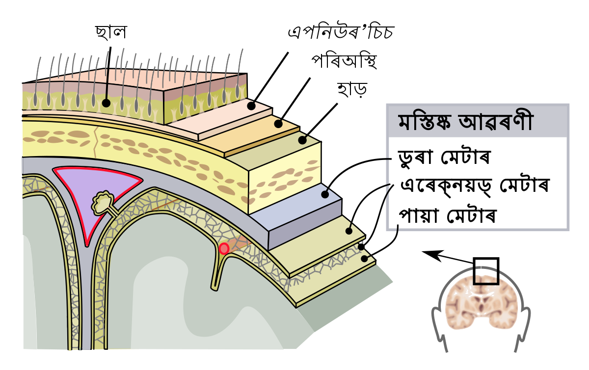 মেনিনজেস এবং সিএসএফ