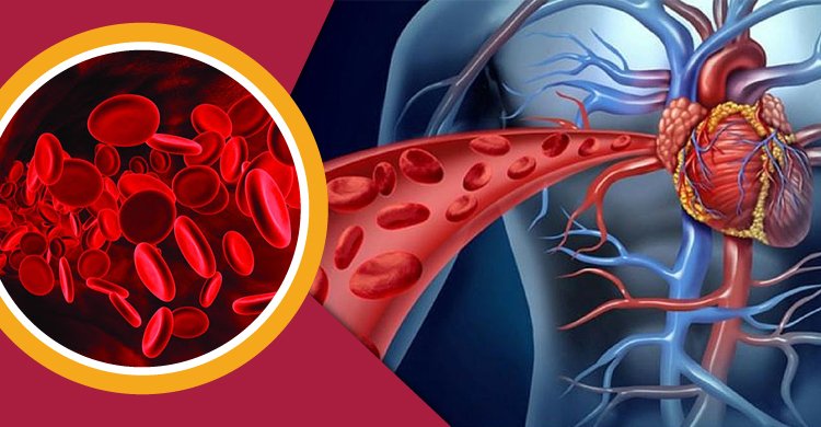 রক্ত সঞ্চালন