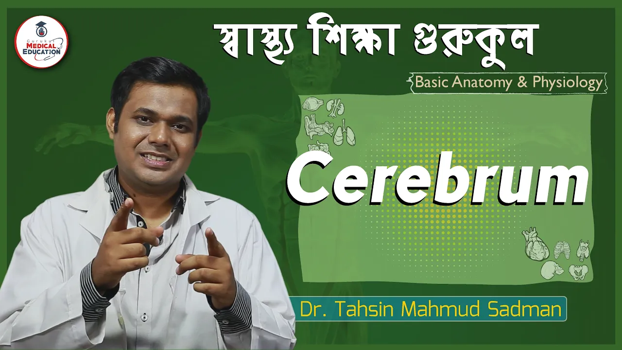 সেরিব্রাম ও গুরুমস্তিষ্ক