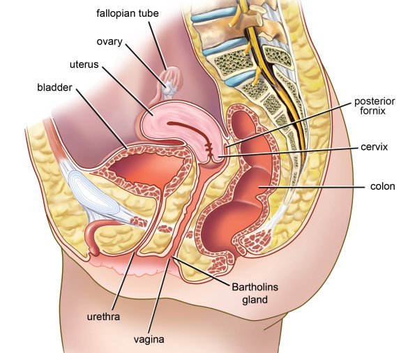স্ত্রী প্রজননতন্ত্র